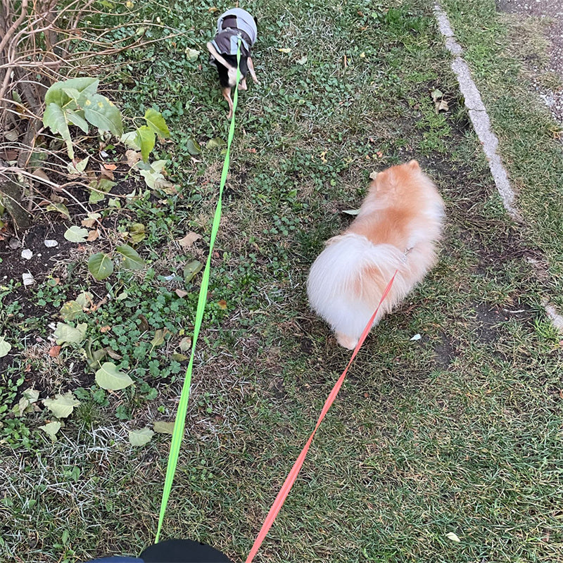Built In Light Tangle Free Dual Dog Walking Leash